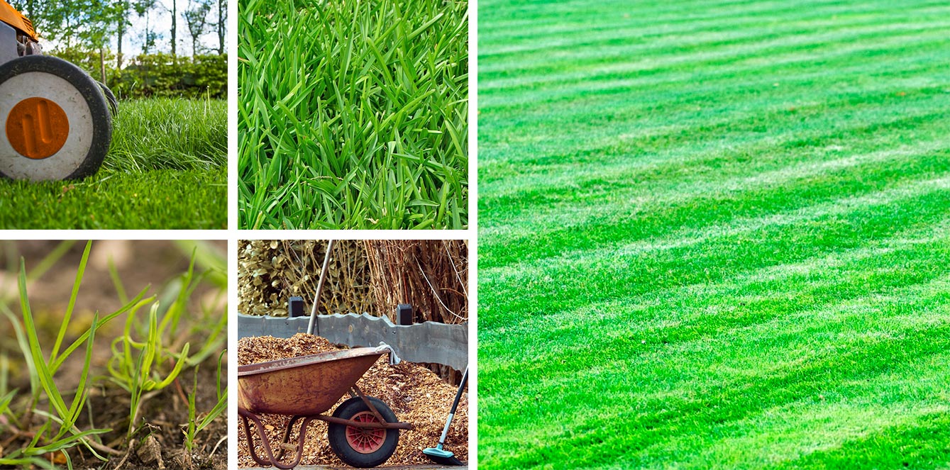 fresh and cared for lawns made easy and affordable with Jones & Co. Lawnmowing on the Central Coast